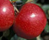 Beacon Apples at Z-Orchard