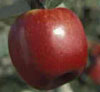 Beacon Apples at Z-Orchard