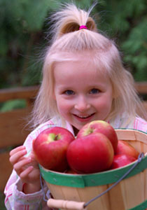 Beacon Apples at Z-Orchard