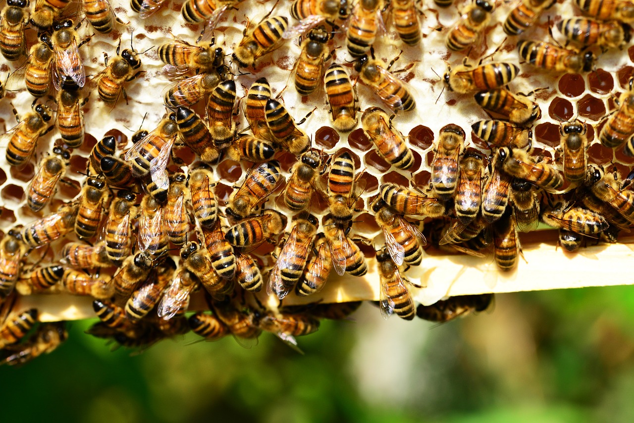 honey-bees-polk-county honey-bees-polk-county